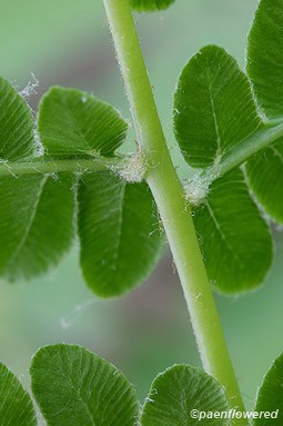 Tufts of hairs on underside of pinna base near rachis